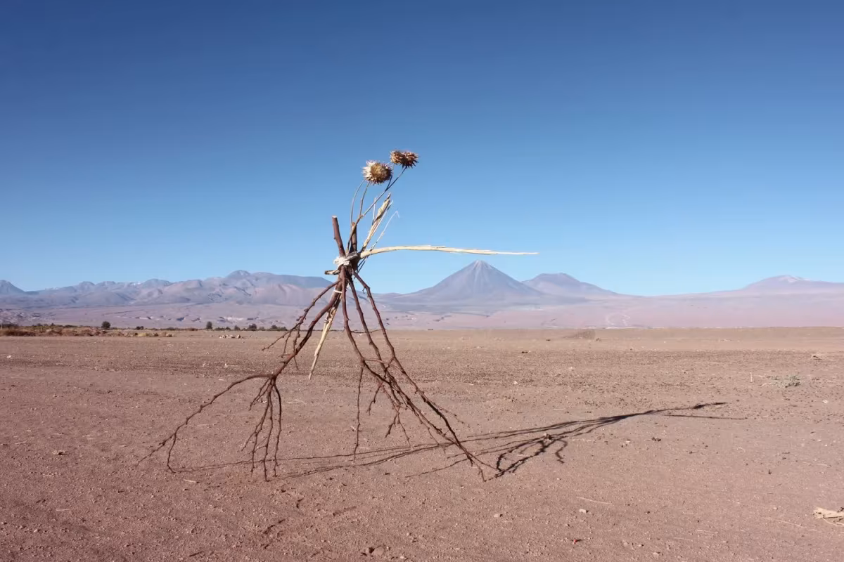 Finding Water (2023) Desert Plants, Fabric and String. Dimensions Variable. Made in Coyo, Chile