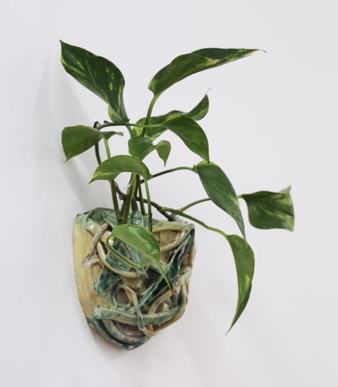 Sotobosque (2025), stoneware with celadon glaze, plants, water, dimensions variable.